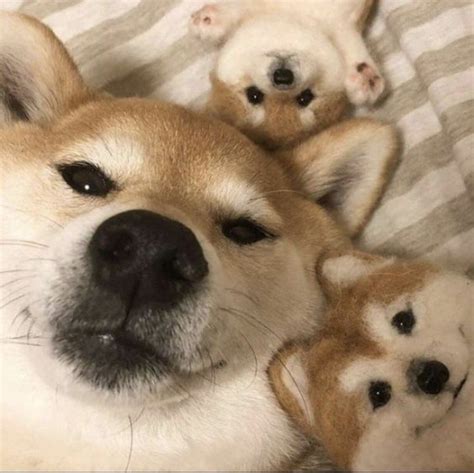 Proud of these, so im posting. E k son super monos | Cute animals, Cute baby animals ...