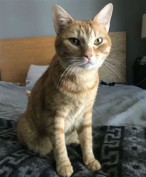 Click here to view cats in florida for adoption. Orange Tabby Archives • Kitten Rescue