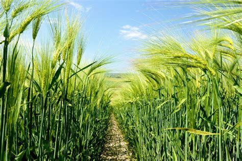 Cereal Crops Have A Secret Trait That Gives Them Deeper Roots •