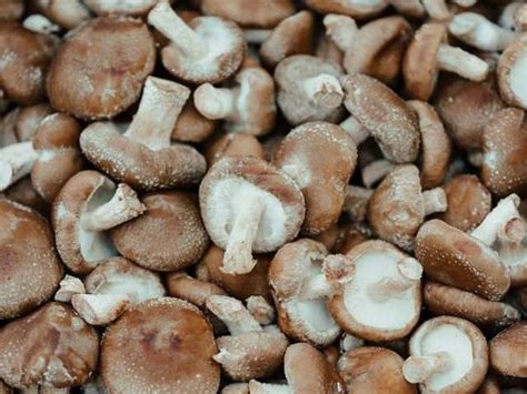 10 Best Healthiest Mushrooms And Their Benefits Icy Health