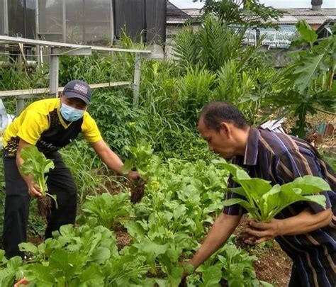 Urban Farming Program Perkarangan Pangan Lestari P L Solusi Ketahanan Pangan Dalam Era