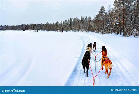 People In Husky Dogs Sled In Rovaniemi At Finland Lapland Reflex Stock