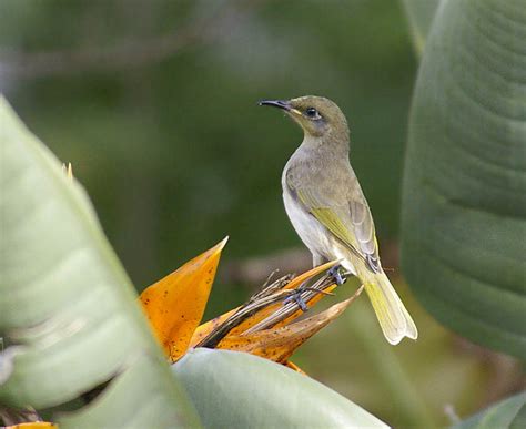 Brown Honeyeater Birdforum Opus Birdforum