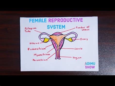 Maybe you would like to learn more about one of these? How to Draw Female Reproductive System step by step for beginners - YouTube in 2020 (With images ...