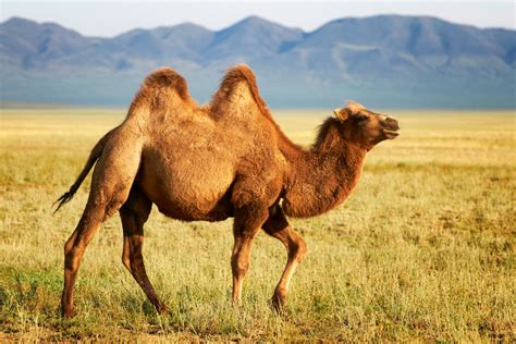 There are three living species of camels. Where To Find The World's Most Exotic Animals - OROGOLD ...