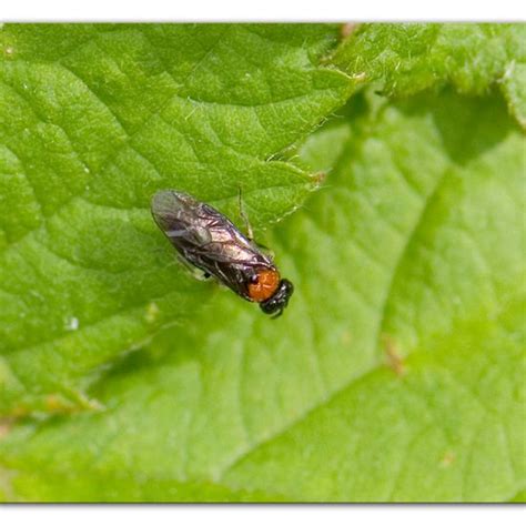 Eutomostethus Ephippium Eine Tier Naturbeobachtung Im Lebensraum