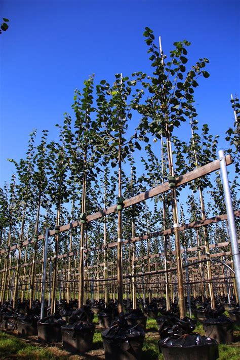 Winterlinde Greenspire Tilia Cordata Greenspire Günstig Kaufen