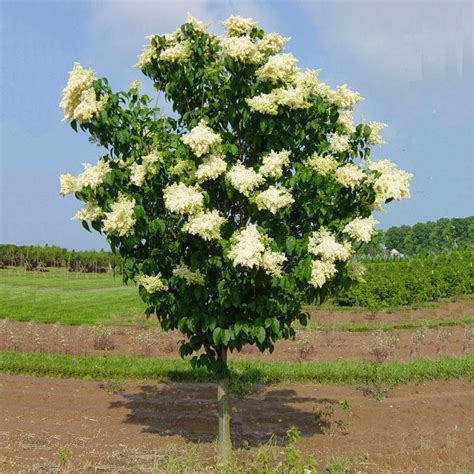 Syringa Ivory Silk Lilac Tree Japanese Lilac Tree Japanese Tree