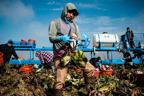 California Farmers Backed Trump But Now Fear Losing Field Workers