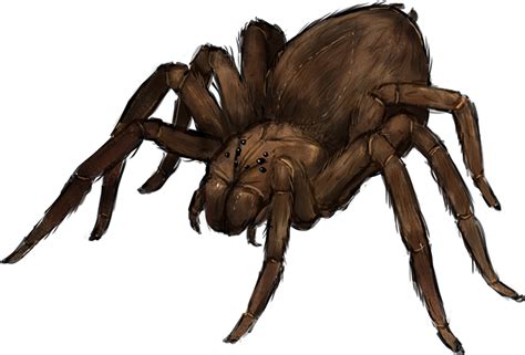 Cave Spider Sirballsfart Wiki Fandom