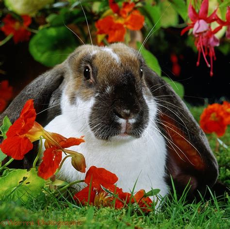 Butterfly English Lop Rabbit Among Nasturtium Flowers Photo Wp35178