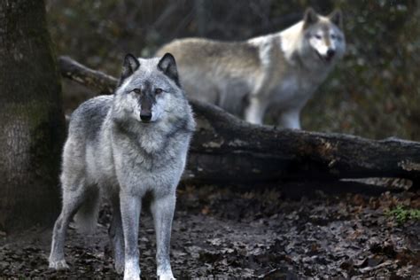New Pair Of Wolves Spotted In Northern California Los Angeles Times