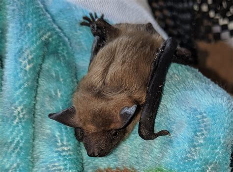 Home Bat Conservation And Rescue Of Virginia
