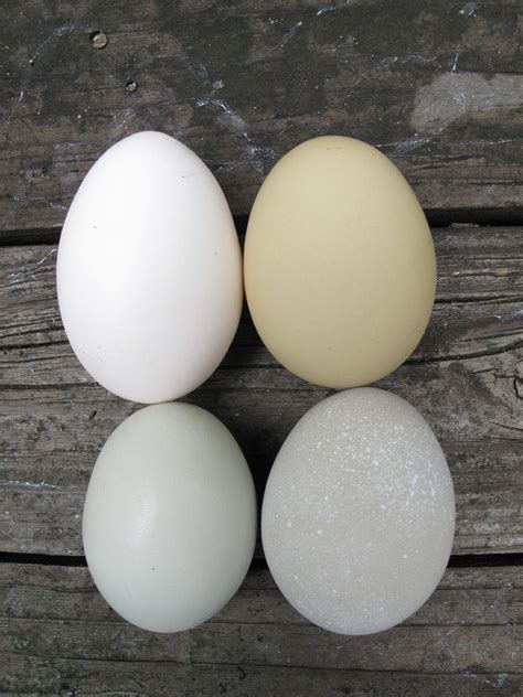 We have chickens and an excess of fresh eggs. Can you spot the $300 egg? | Brooklyn Feed