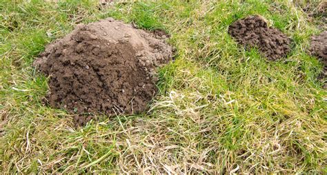 How To Get Rid Of Moles In Your Yard