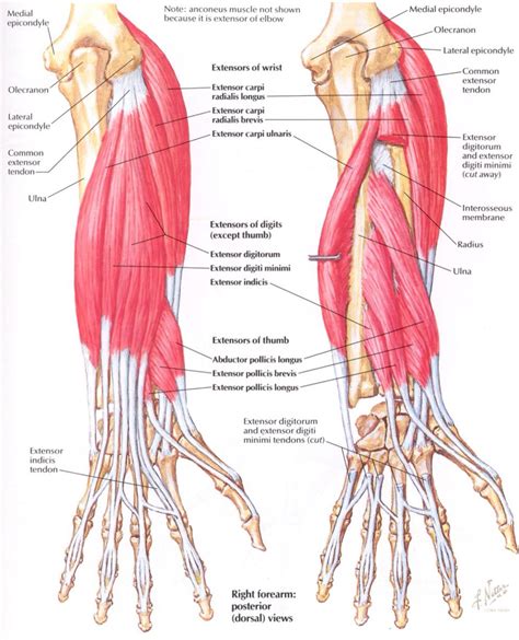 Diagram Of The Muscles In The Forearm The Muscles Of The Arm And Hand Anatomy Medicine Com