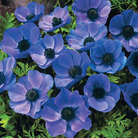 Trova blu violet in vendita tra una vasta selezione di su ebay. VERDE TIME by Stefano Tenneroni: FIORI E PIANTE : DAL MIO ...