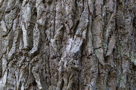 Hybrid Black Poplar Bark Populus X Canadensis Alex Hyde