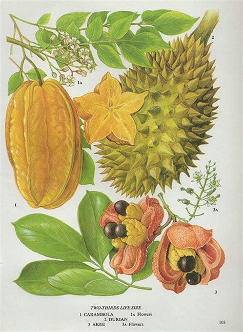 Vintage Botánico Impresión Antiguo Frutas Tropicales Plantas Botánica