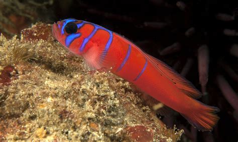 Lythrypnus Dalli Blue Banded Goby Southern California Marine Life