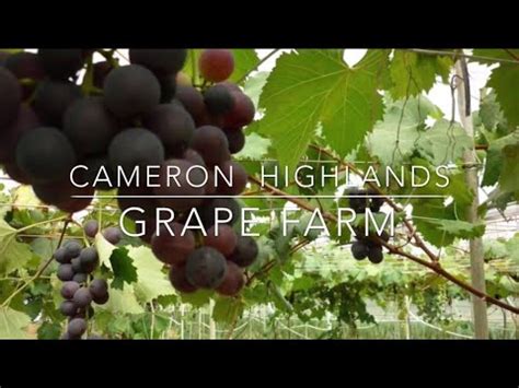 Mencari tempat menarik di cameron highlands? Cameron Highlands Grapes Farm Harvesting Season - YouTube
