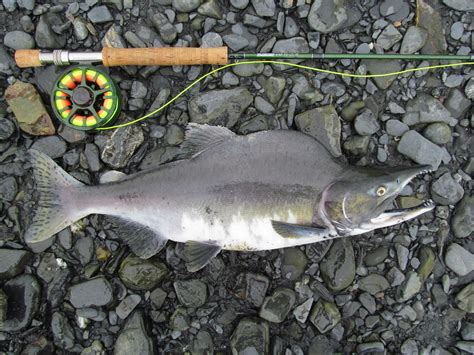 Pink Salmon My Alaskan Fishing Trip