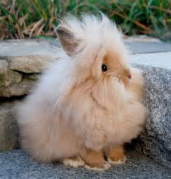 Lionhead Bunnies Are So Little And Cute Cute Baby Animals Cute Baby