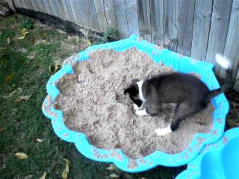 What Animal Is Digging Holes In My Yard At Night - What Animals Are Digging In Your Yard?