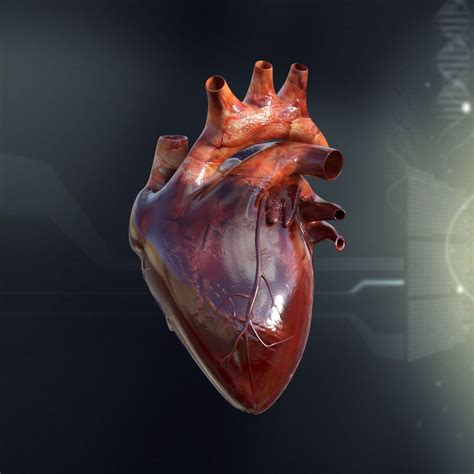 Human Heart Anatomy 3d Model By Cgshape Ubicaciondepersonascdmxgobmx