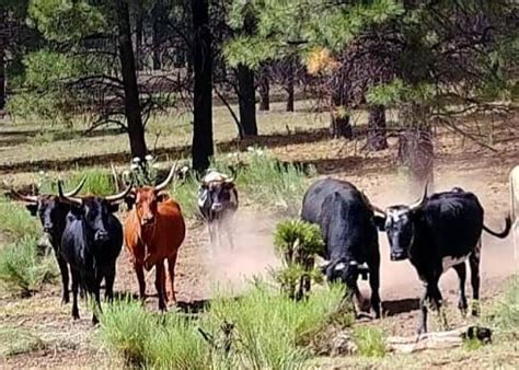 Feds Plan Aerial Gunning Of Estray Cattle In New Mexico Bovine Veterinarian
