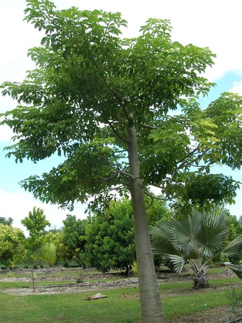 Baobab Tree Adansonia Digitata Richard Lyons Nursery Inc