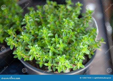 Close Up View Of Potted Thyme Plant Stock Photo Image Of Green