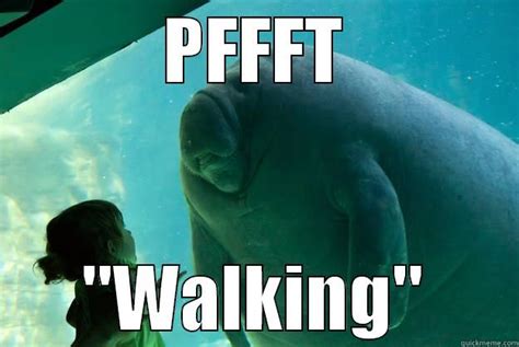 Captive Manatee Quickmeme