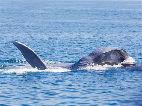 11 of the Loudest Animals on Earth