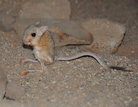 13 Endangered Animals Native To Egypt