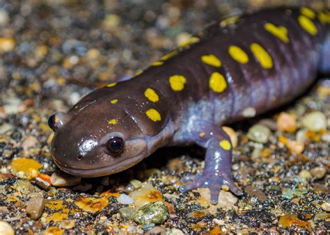 On The Subject Of Nature Herping Salamanders