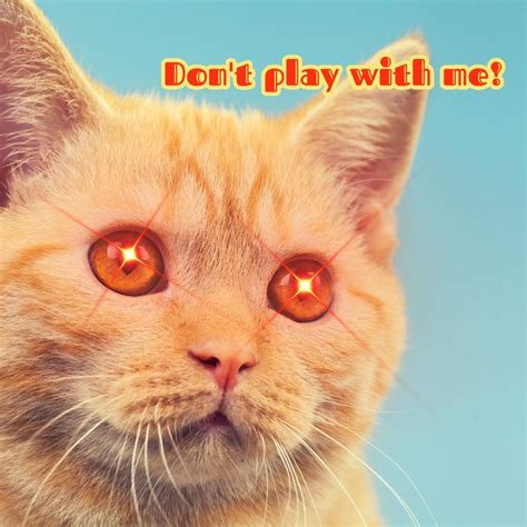 Laser Eye Cat Meme Wavevideo