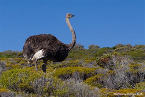 Foto Afrikanischer Vogel Strauß In Südafrika Thomas Reich Bilderreich