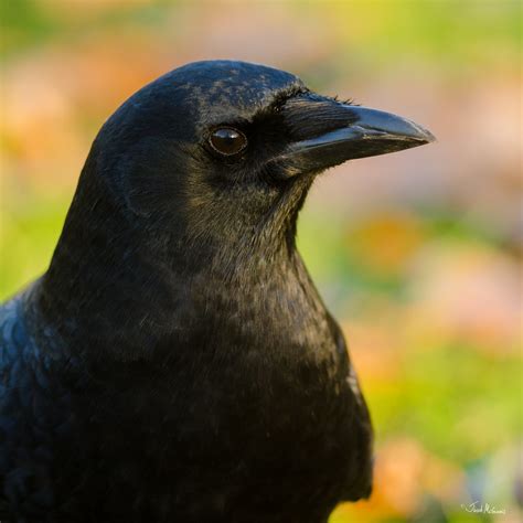 American Crow Corvus Brachyrhynchos Cottage Lake Park W Flickr