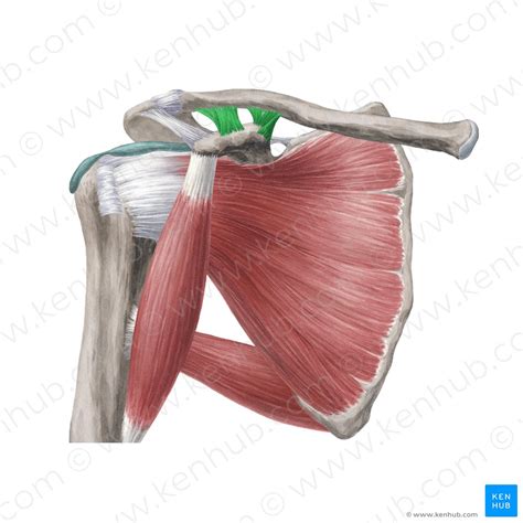 Joints And Ligaments Of The Upper Limb Anatomy Kenhub