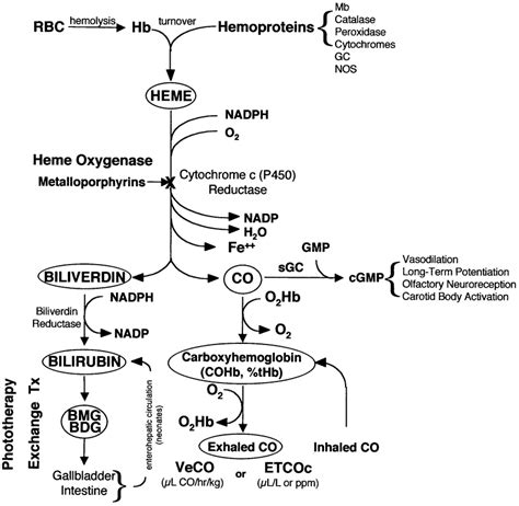 Breakdown Of Hemoglobin Diagram