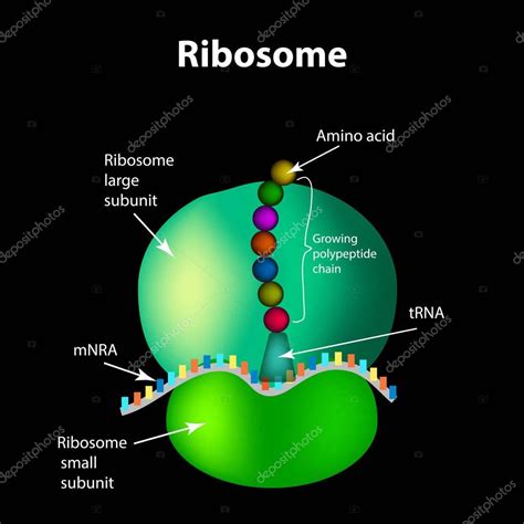 The Structure Of The Ribosome Infographics Vector Illustration