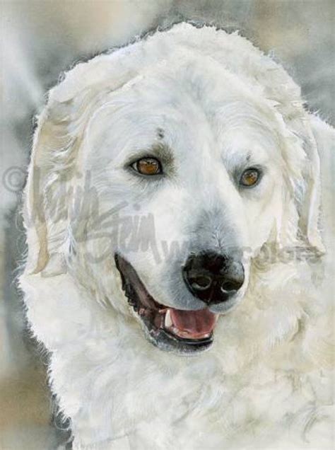 Hungarian Kuvasz Kuvaszok Akc Working Pet Portrait Dog Etsy Dog