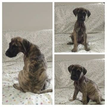 Click here to view great dane dogs in georgia for adoption. View Ad: Great Dane Puppy for Sale near Georgia ...