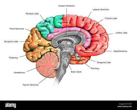 Brain Lobes Banque Dimages Détourées Alamy