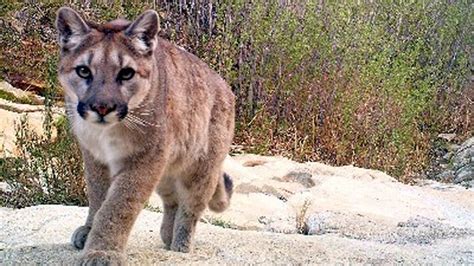 Petition · Protect California Mountain Lions Give Them A Wildlife