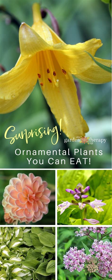 Three of them possess white flowers, fragrance, bloom at this. Yes, You can Eat that! Edible Ornamentals - Garden Therapy