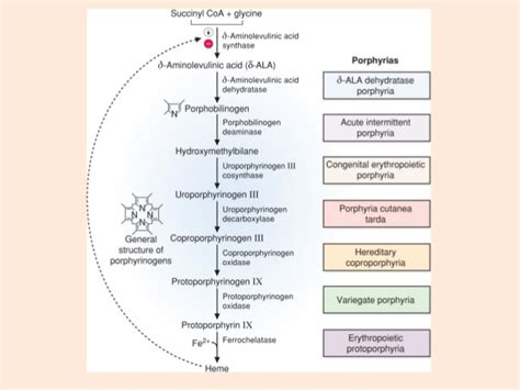 Acute Intermittent Porphyria Stepwards