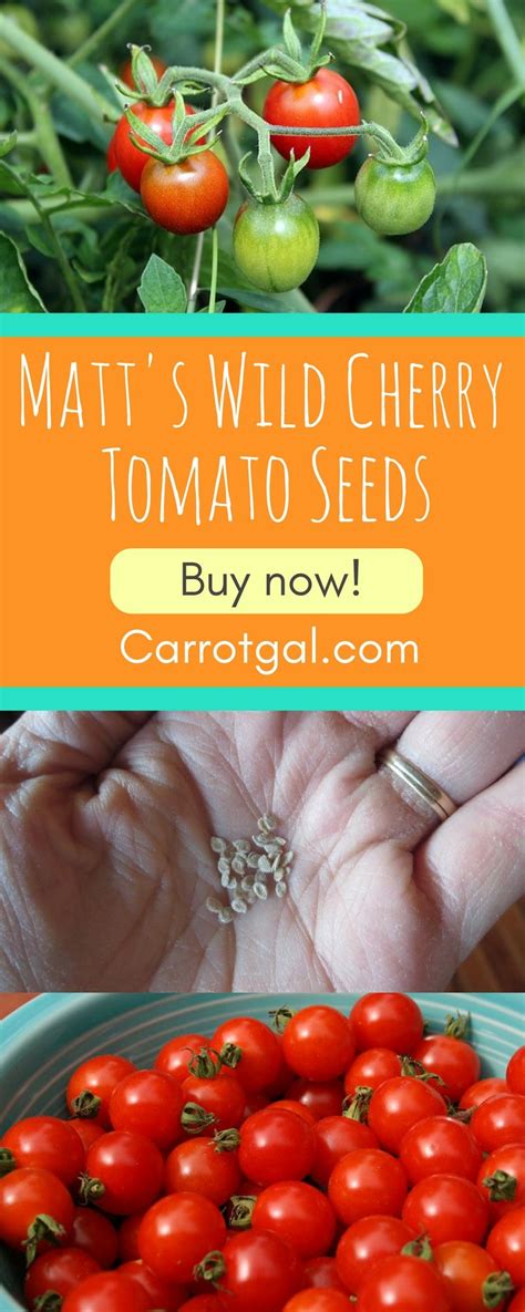 275 Per Packet Matts Wild Cherry Tomato Seeds 25 Seeds Per Packet