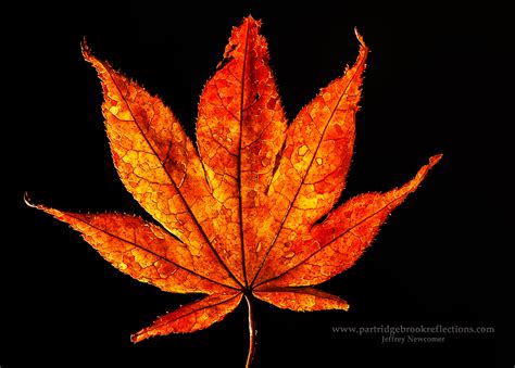 Getting It Right In The Digital Camera Macro Leaf Photography For